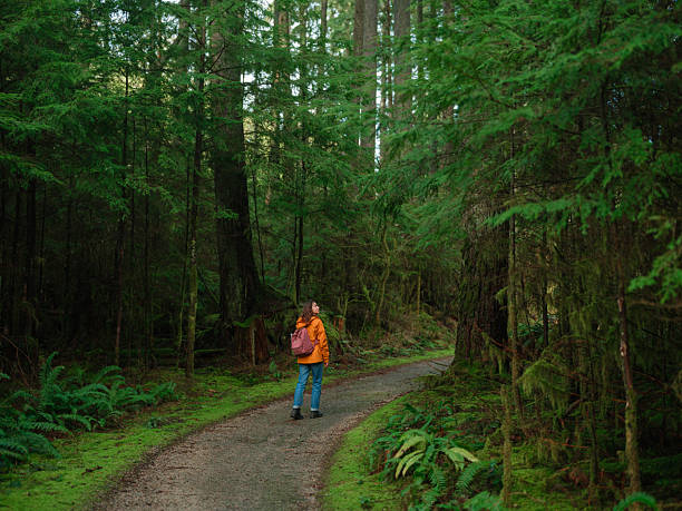 istock Woman exploring serene forest in Vancouver, Canada in summer 2218002145