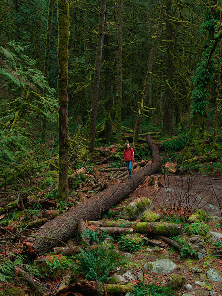 istock Woman exploring serene forest in Vancouver, Canada in summer 2218002148