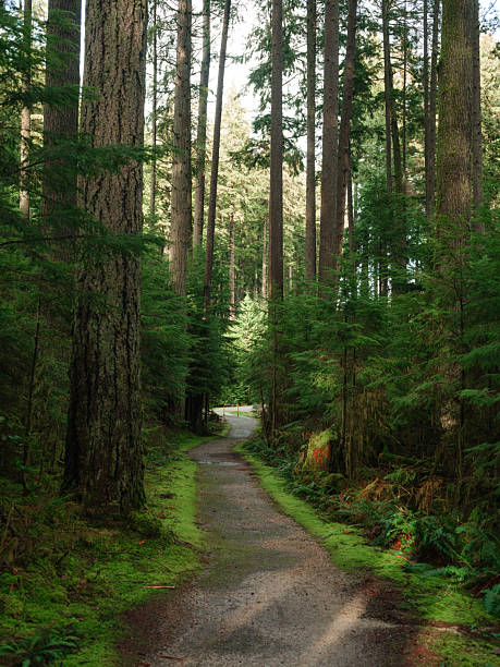 istock Scenic view of hiking path through the forest in Vancouver, Canada 2218002164