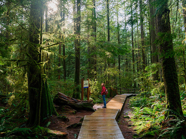 istock Woman exploring serene forest in Vancouver, Canada in summer 2218002218