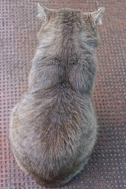 istock one big gray cat sits on brown floor 2218002698