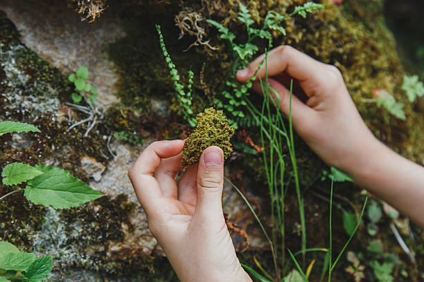 Child's hands exploring moss and small plants on a rock in the forest, engaging with nature in a close-up view.