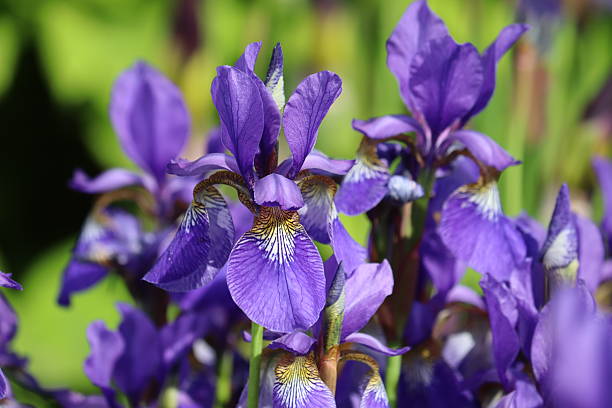 istock Blue Siberian iris (Iris sibirica) flowers in garden 2218002931