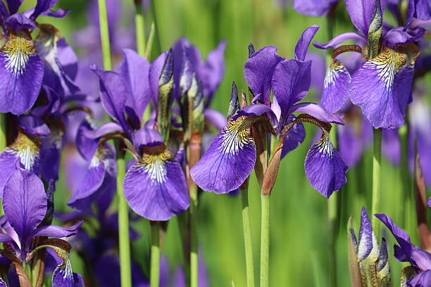 istock Blue Siberian iris (Iris sibirica) flowers in garden 2218002951
