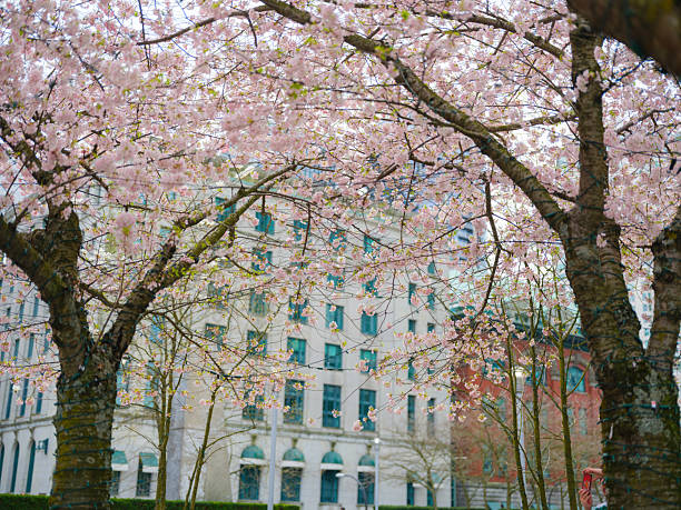 Scenic view of Vancouver cityscape surrounded by cherry blossom in springtime, Canada