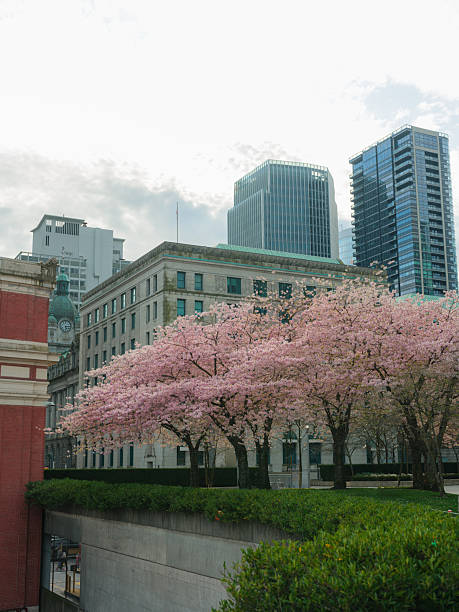 Scenic view of Vancouver cityscape surrounded by cherry blossom in springtime, Canada