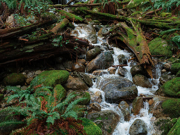 Creek through the ferns and moss in British Columbia, Canada