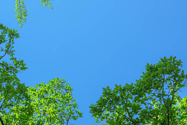 istock Spring background with fresh green leaves and sunny blue sky 2218007738