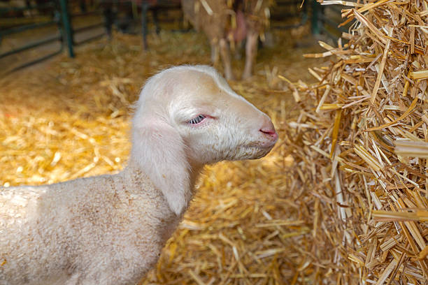 One Small Newborn Lamb at Sheep Farm Hay