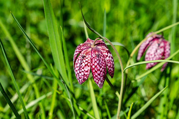Close-up shots of the unique snake's head fritillary flowers (Fritillaria meleagris) with their checkered pink and white patterns in a lush green field.