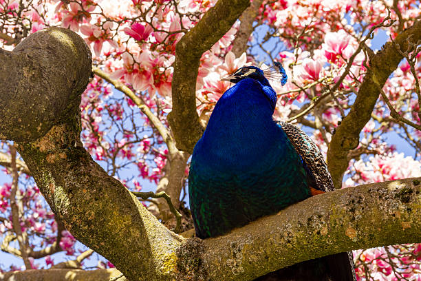 Portrait Peacock, live in a forest natural park colorful spread tail-feathers gesture elegance.