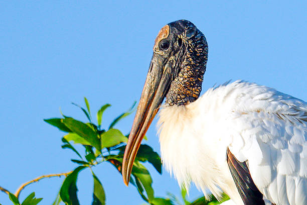 istock Wood Stork Close-Up 2218011942