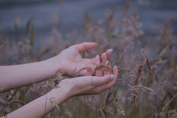 istock Young woman's Hands in a Field of Grass 2218012900