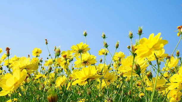 istock Yellow Cosmos flower garden with bright blue sky 2218013068
