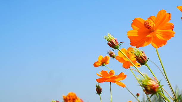 istock Orange Cosmos flower garden with bright blue sky 2218013087