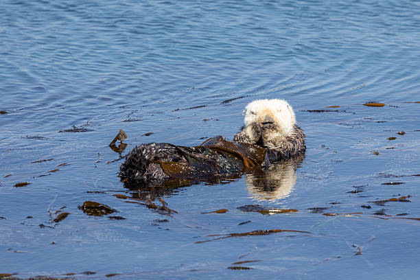 istock Sea otter swimming in Morro Bay 2218014119