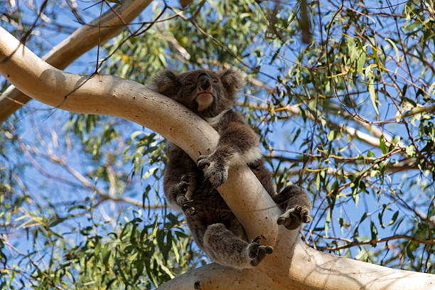 Cute koala bear resting on eucalyptus tree in its natural habitat on Magnetic Island, Queensland, Australia. The island is a holiday destination 8 km offshore of Townsville.