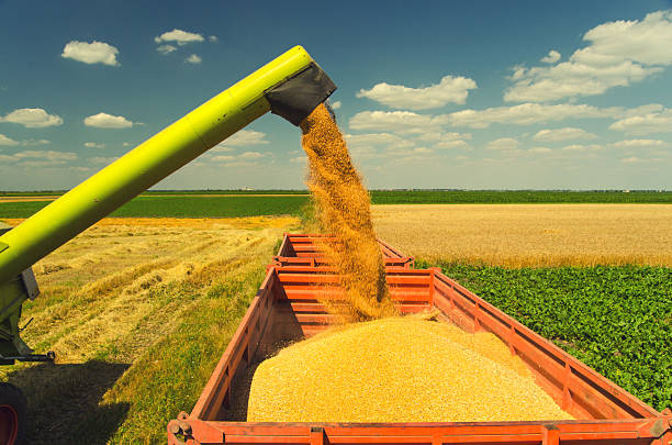 istock Harvester combine harvesting wheat 2218015806