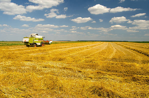 Harvester combine harvesting wheat on a sunny summer day.