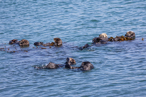 istock Sea otters swimming in Morro Bay 2218015903