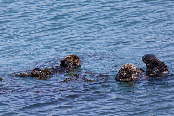 istock Sea otters swimming in Morro Bay 2218015977