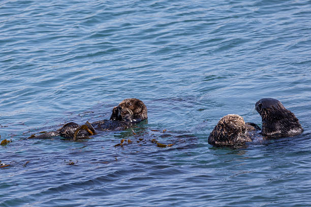 istock Sea otters swimming in Morro Bay 2218016006