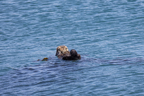 istock Sea otters swimming in Morro Bay 2218016046