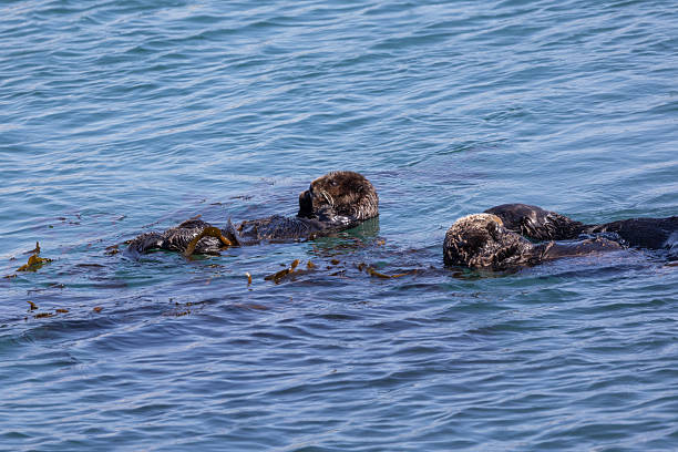 istock Sea otters swimming in Morro Bay 2218016047