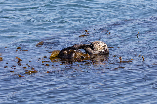 istock Sea otters swimming in Morro Bay 2218016122