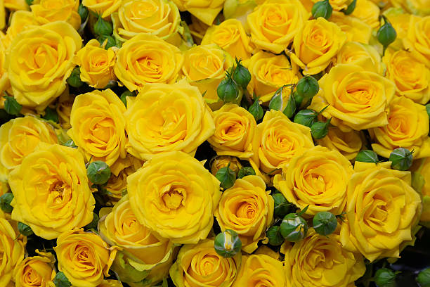 istock Fresh yellow roses in close-up 2218016729
