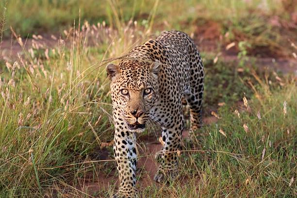 istock Leopard walking in the African savanna 2218017006
