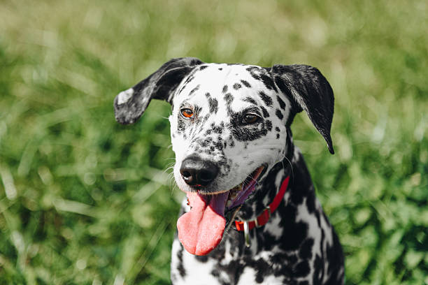 black and white slim and muscular spotted Dalmatian dog in red collar sitting in park with green grass outdoors in hot sunny summer day, tongue out, dogwalking concept