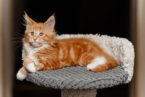 istock ginger Maine-Coon kitten playing at home 2218017095