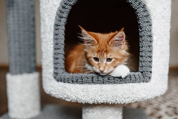istock ginger Maine-Coon kitten playing at home 2218017097