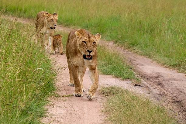 istock Lionesses walking on a dirt road with their cub 2218017166