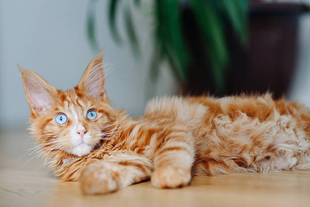 istock ginger Maine-Coon kitten playing at home 2218017227