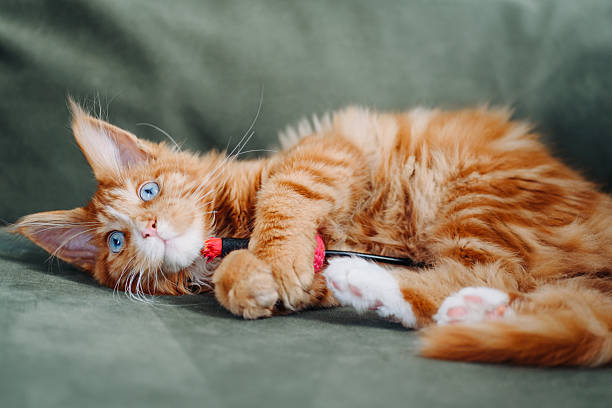 istock ginger Maine-Coon kitten playing at home 2218017241