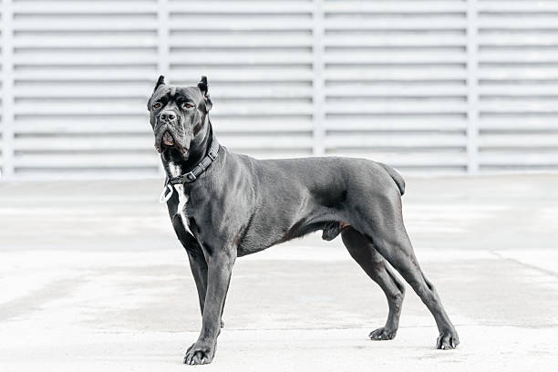 istock black dog sits in city park 2218017357