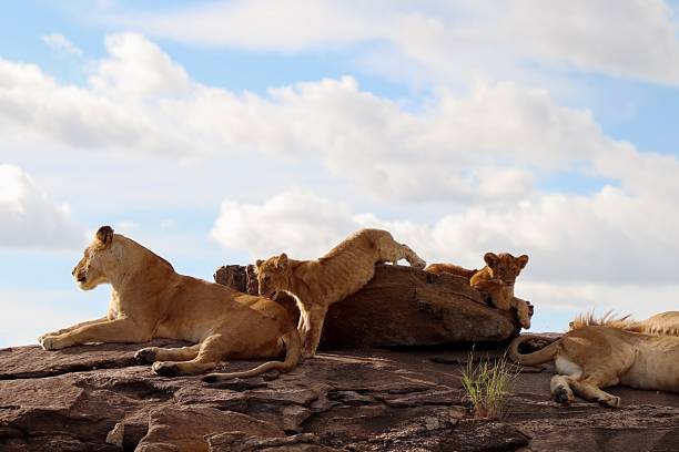istock Lioness resting on rock with cubs in african savanna 2218017516