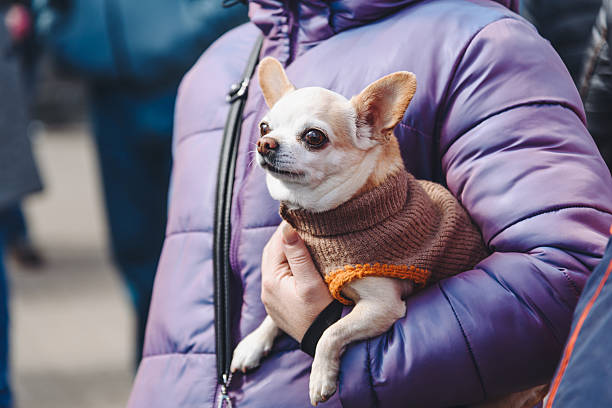 istock Chihuahua dog in hands 2218017545