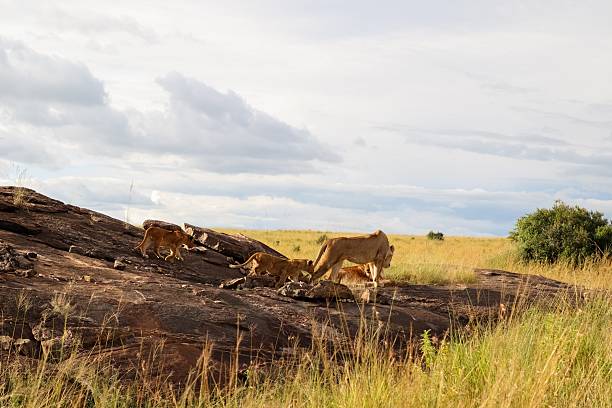 istock Lion Family Roaming on African Savannah 2218017592