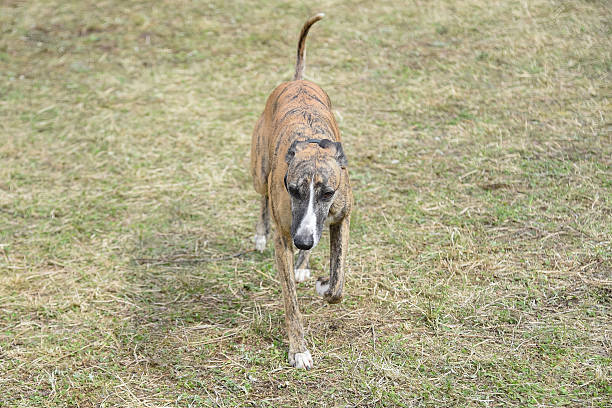whippet, small brindle brittish sighthound dog in dog clothes, close-up profile portrait in nature