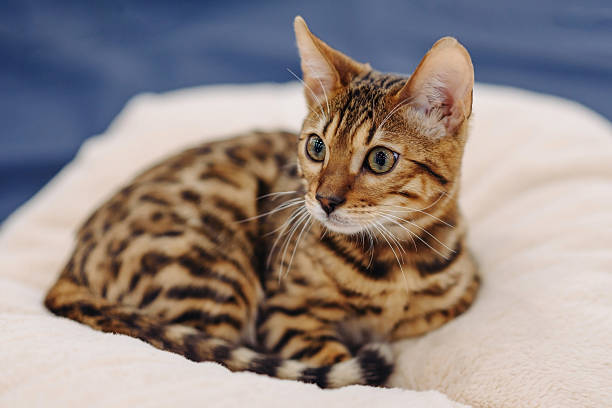 istock cute small bengal cat portrait 2218017618