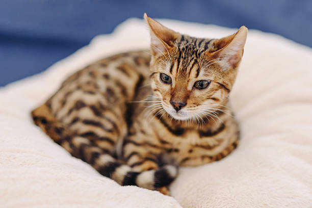 istock cute small bengal cat portrait 2218017620