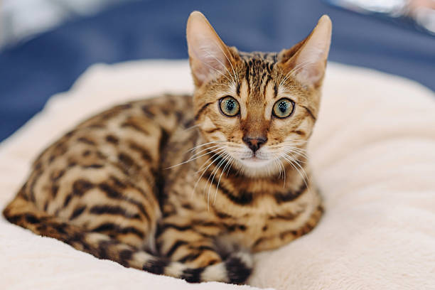 istock cute small bengal cat portrait 2218017622