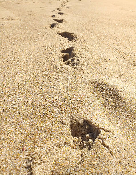 istock Footprints receding into the distance across a sandy beach. Represents journey, progress, or following a path. Ideal for travel, lifestyle, or motivational themes. 2218017810
