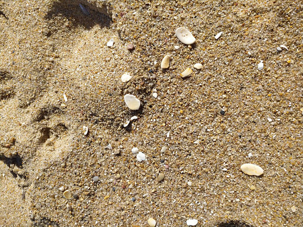 Golden sand beach texture with tiny shells. Ideal for summer themes, vacation, backgrounds, coastal designs or seaside themed projects. Closeup.