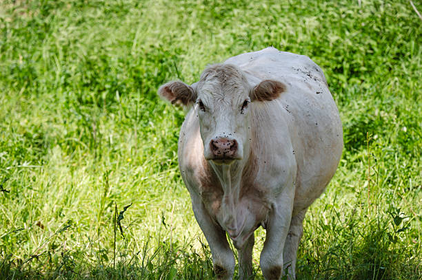 A white cow stands facing the camera in a lush green pasture, partially shaded by nearby trees. The sunlight highlights the soft texture of its coat, while the surrounding vegetation adds depth and vibrancy. The scene exudes a sense of calm and rural simplicity.