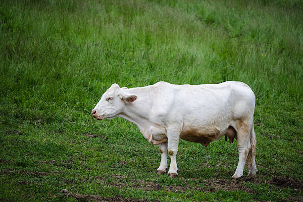 White Cow Relaxing In A Green Meadow