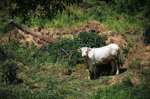 A little young cow in the paddock
